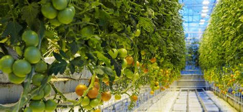 Inside Fridheimar Tomato Farm