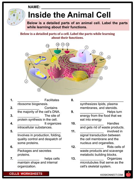 Cell interactive worksheet