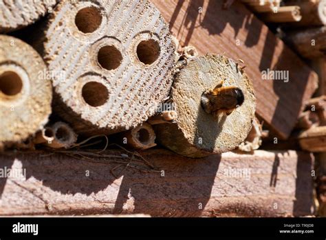 Inspecting Potential Nesting Sites