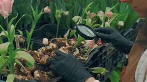 Inspecting Your Bulbs for Perfection