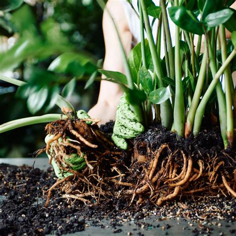 Inspecting Your Roots