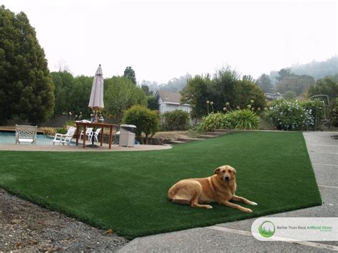Installation Tips for a Perfect Artificial Grass Dog Run