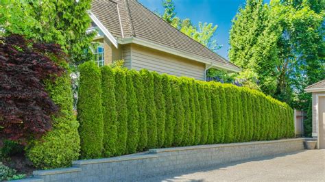 Installation and Maintenance Tips for Tree Fences