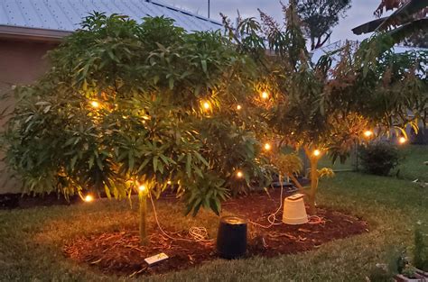 Installing Florida Mango Lights