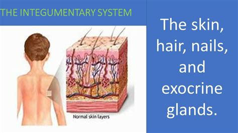skin diagram Integumentary system, Human anatomy and