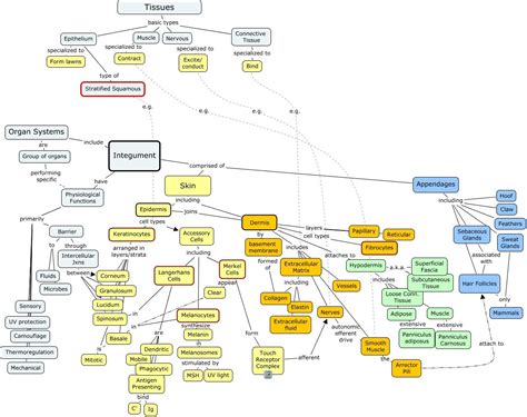 Integumentary System Concept Map