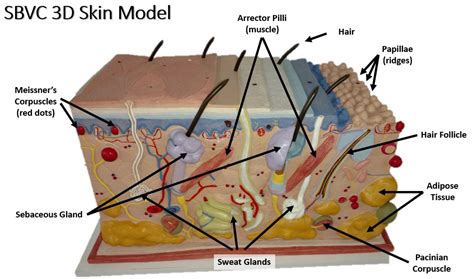 Skin Model Labeled