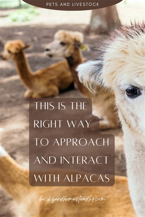 Interact Responsibly with Alpacas
