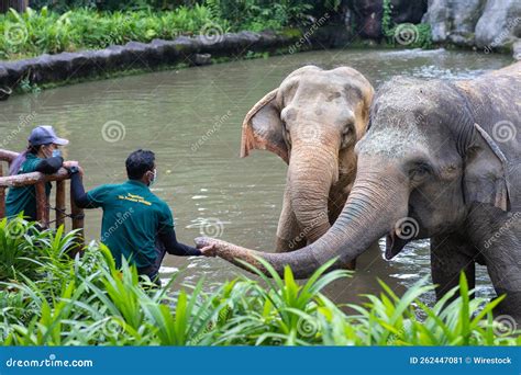 Interacting With Elephants