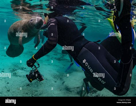 Interacting With Manatees