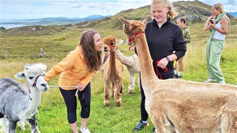 Interacting with Alpacas