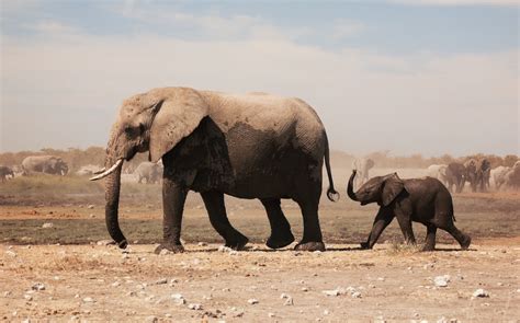 Interacting with Animals Ethically