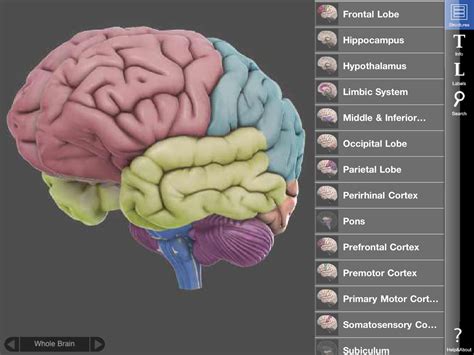 Interactive 3D Brain Model