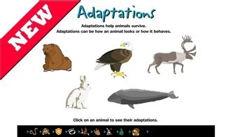Discover Fascinating Animal Adaptations with Interactive Sites on Weebly.com: Explore the Wonder of the Animal Kingdom!