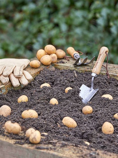 Interactive Workshops Potato Park