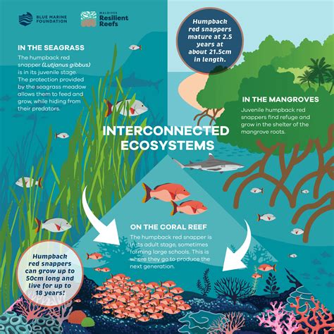 Interconnectedness of Ecosystems Image