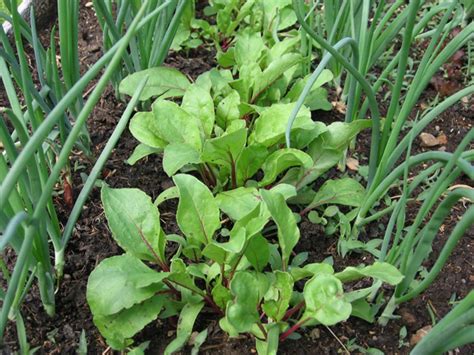 Intercropping and Companion Planting