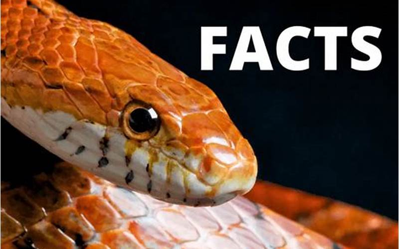Interesting Snake Facts