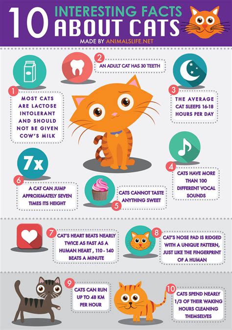 10 Interesting Facts About Cats by Animals Life NET Animals Life