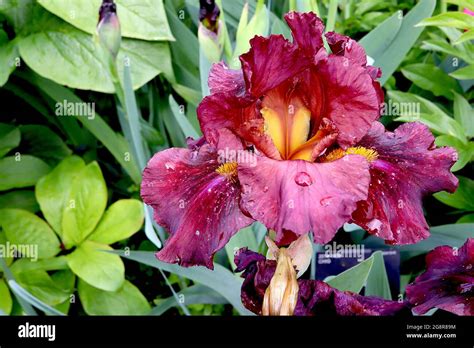 Intermediate Bearded Irises (IB)