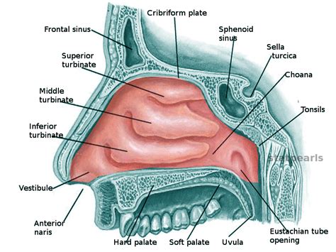Nose structure — Science Learning Hub