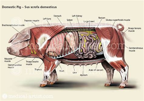 Pig Internal Organ Anatomy