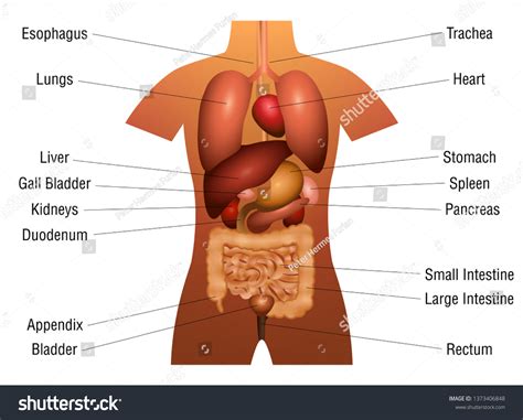 Internal Organs Chart