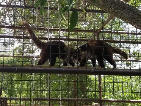 Discover the Fascinating World of Rare Creatures at International Exotic Animal Sanctuary in Boyd TX