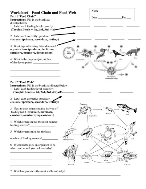 Interpreting A Food Web Worksheet