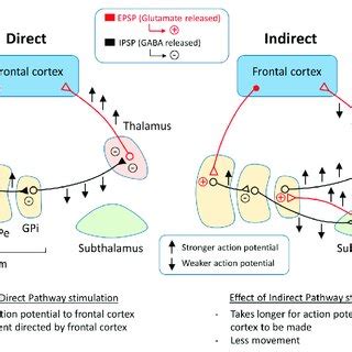Interpreting Circuitry and Pathways