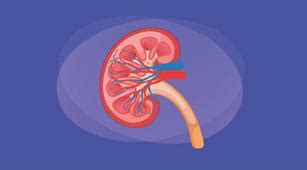 Menjaga Keseimbangan Kehidupan Sehat Interstisial Nefritis