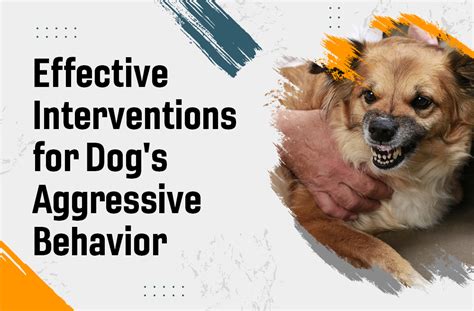 Interventions for Fear Aggressive Dog
