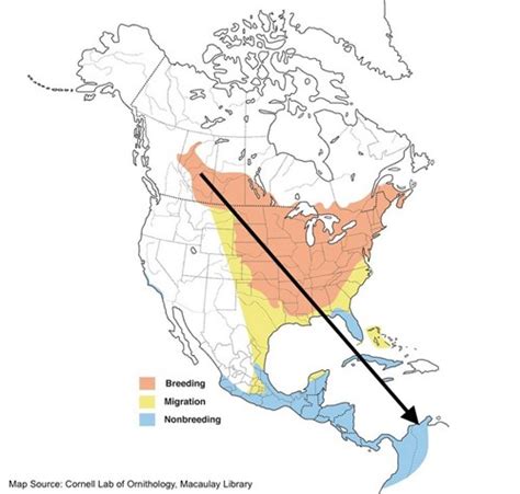 Baltimore Oriole Migration Map 2021