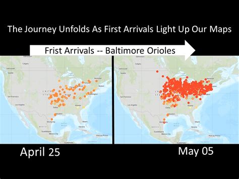 Baltimore Orioles Migration Map