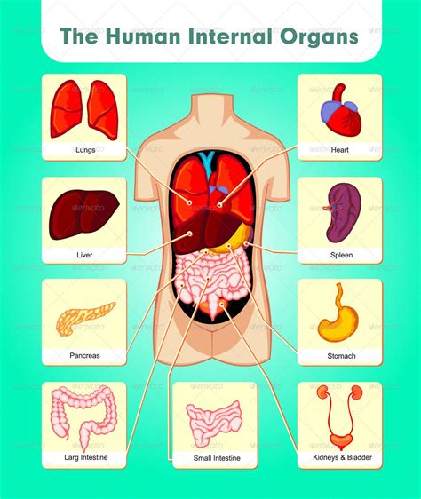 MAP Map Of Organs Of The Body