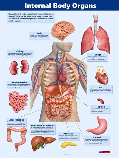 Body Map with Internal Organs