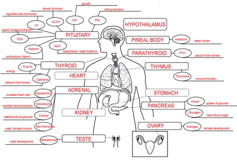 Introduction to MAP The Endocrine System Concept Map