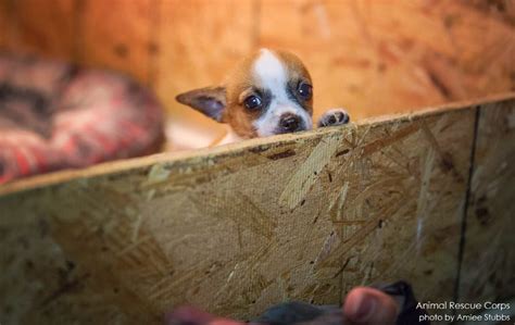 Introduction to Puppy Farming