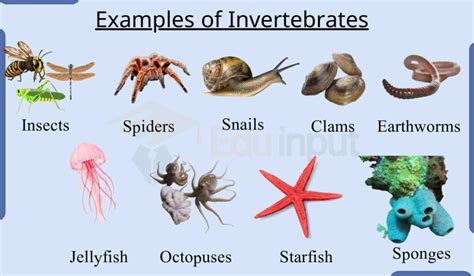 Invertebrates