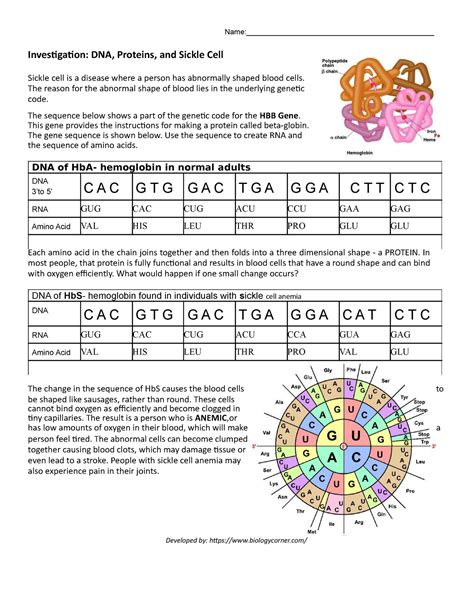 Investigation Dna Proteins And Mutations Worksheet