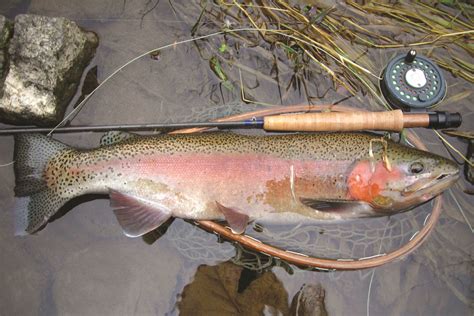 Iowa Trout Stocking