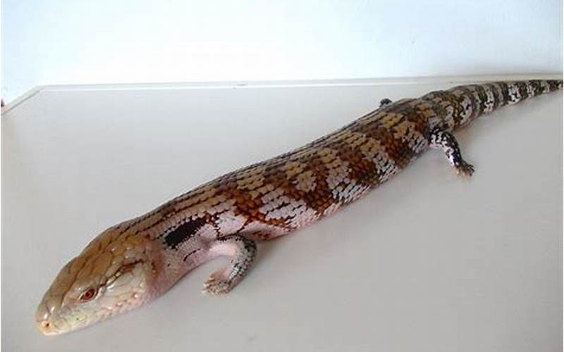 Irian Jaya Blue Tongue Skink: A Pet Lover’s Guide