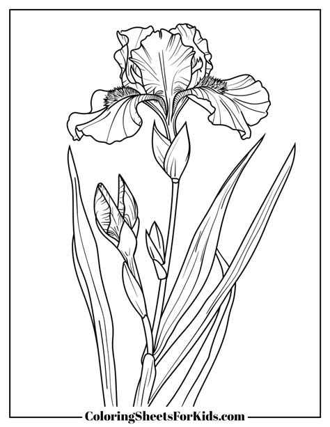 Iris Coloring Page