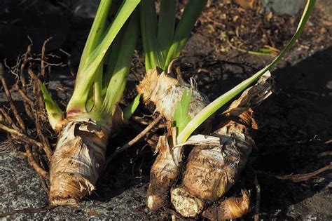Iris Rhizomes