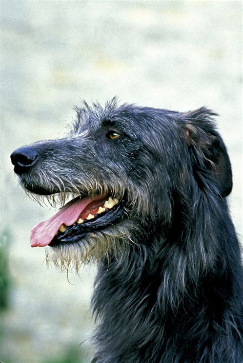 FileIrish Wolfhound 06.JPG Wikimedia Commons