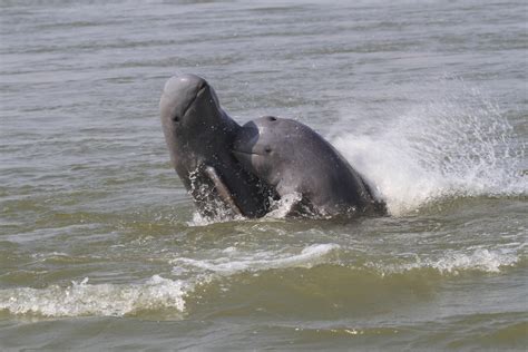 Irrawaddy dolphin Cambodia