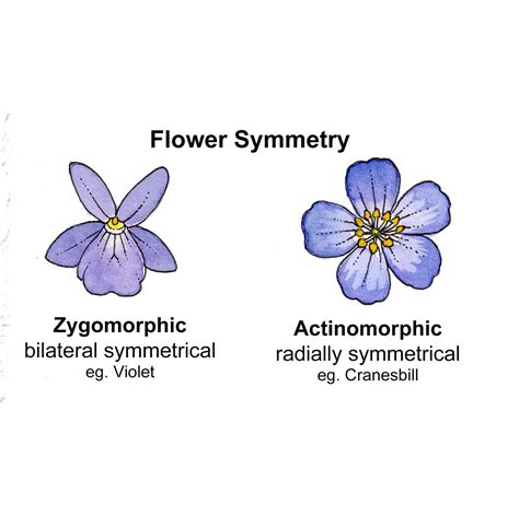 Irregular Zygomorphic Flowers
