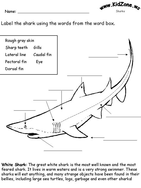 Is A Shark Just A Shark Worksheet Answers