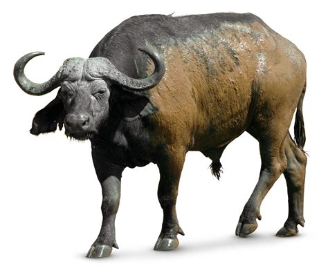Is Buffalo A Farm Animal
