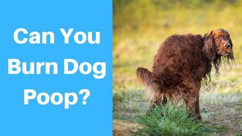 Is It Safe to Burn Dog Poop?